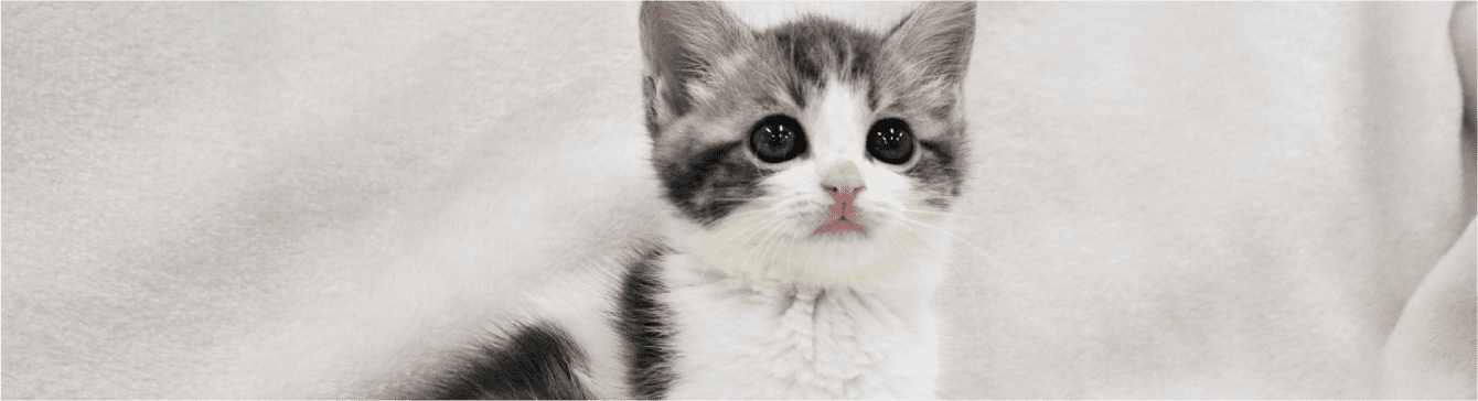 子犬・子猫を飼われた方へ