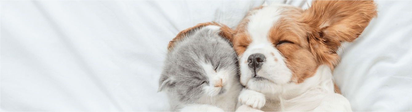 子犬・子猫を飼われた方へ