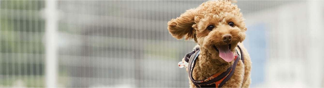 不妊手術（避妊・去勢）について