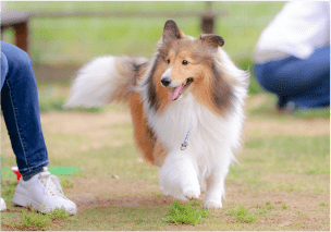 去勢・避妊手術