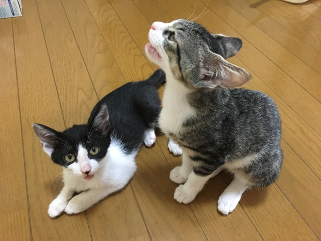 猫