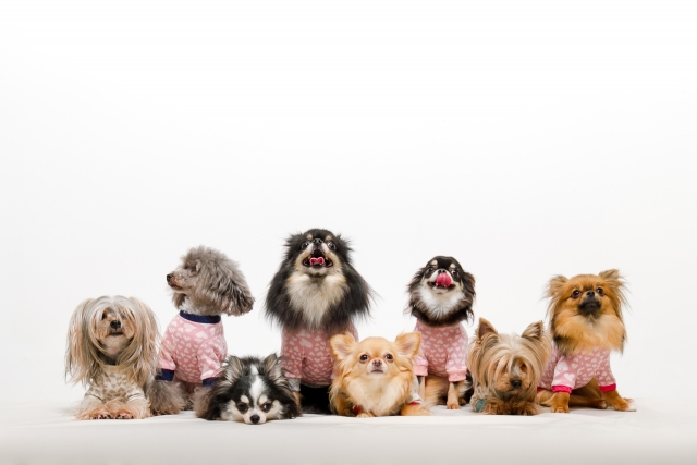 小型犬