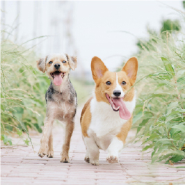 人と動物に優しい病院