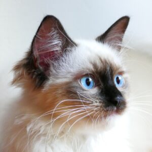 ねこ