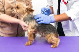 狂犬病予防接種