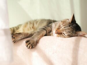 眠る猫