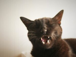 猫の歯