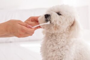 歯を磨く犬