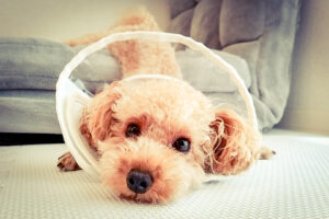 犬のアトピー性皮膚炎