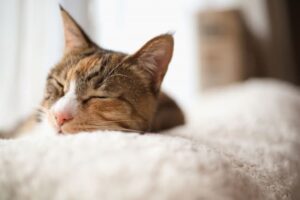 眠る猫
