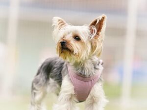 犬